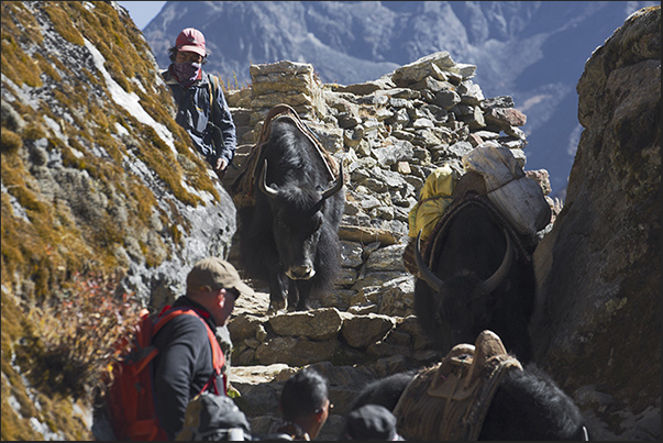 The path, in some places, is very tight and people have to wait the passage of the yaks to avoid the animal horns The path, in some places, is very tight and people have to wait the passage of the yaks to avoid the animal horns