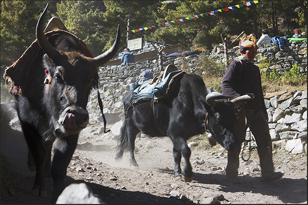 Passage of Zdopke, cross between yak and cow, in the village of Phungi Thanga (3250 m) Passage of Zdopke, cross between yak and cow, in the village of Phungi Thanga (3250 m)