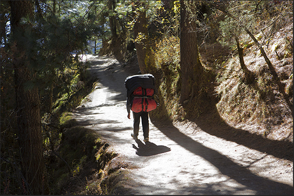 The trail goes into the woods