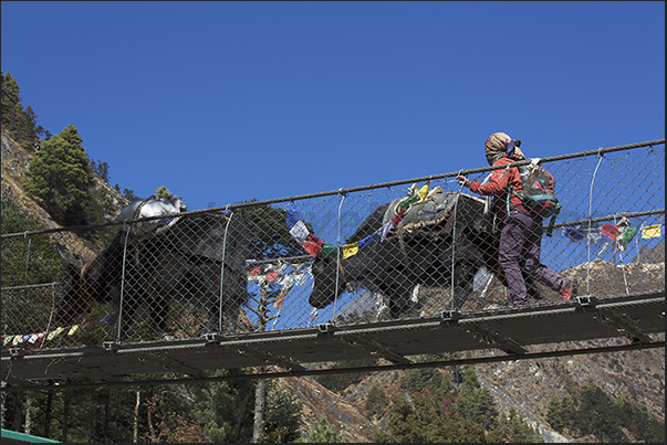 Passage of yaks on the bridge to the village of Phungi Thanga