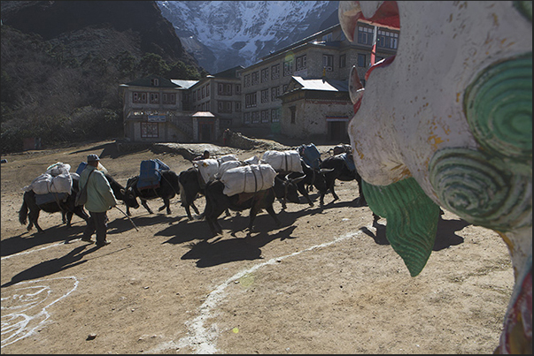 Village of Tengboche (3860 m). Arrival of a column of yaks Village of Tengboche (3860 m). Arrival of a column of yaks