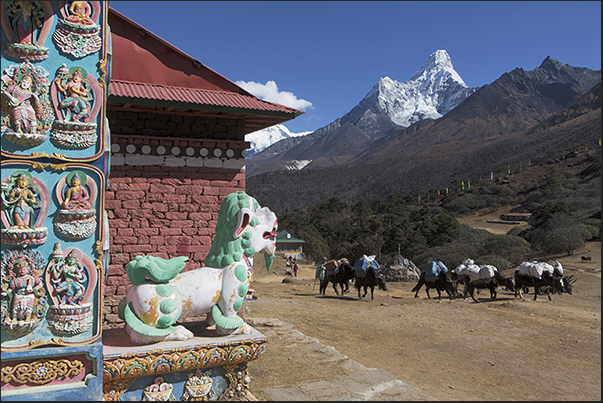Village of Tengboche (3860 m). Arrival of a column of yaks Village of Tengboche (3860 m). Arrival of a column of yaks