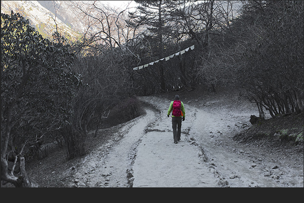 It slips on the path stones that from Tengboche descends into the valley still in the shade