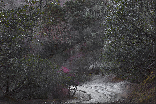 The path enters in the frozen forest The path enters in the frozen forest