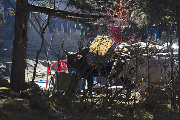 The early morning sun warms people and animals