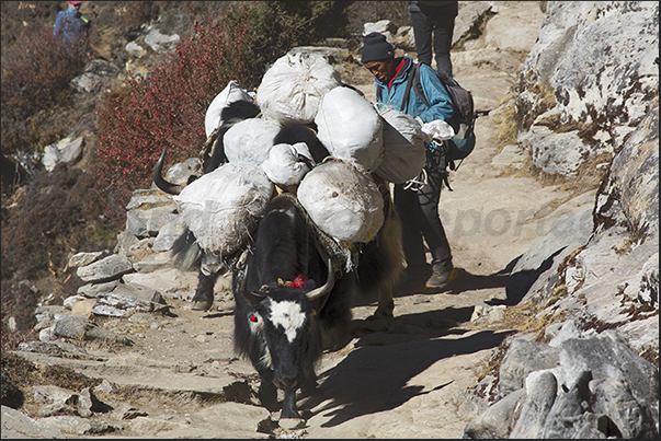 Even the yaks begin the long climb towards the village of Dingboche (4410 m) Even the yaks begin the long climb towards the village of Dingboche (4410 m)