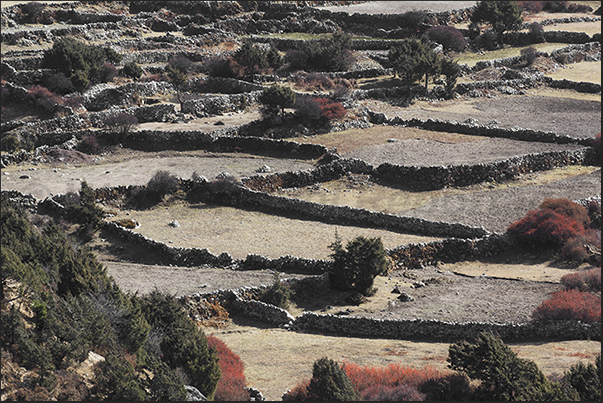 Pangboche (3930 m). Crops protected by stone walls Pangboche (3930 m). Crops protected by stone walls