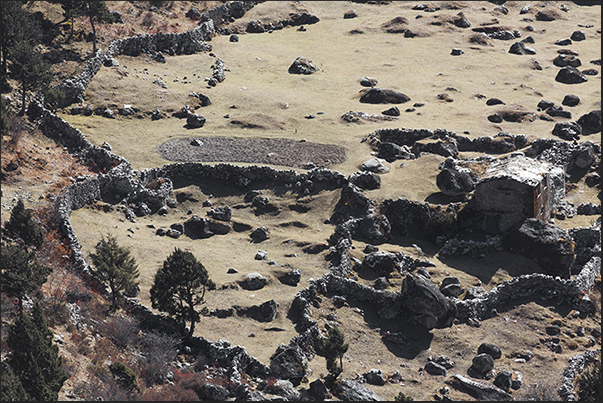 Pangboche (3930 m). A cattle breeding