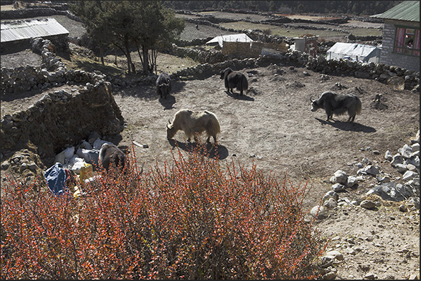 Pangboche (3930 m). A cattle breeding