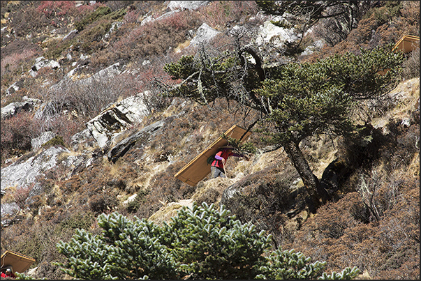 Porters carrying wooden panels for a new home