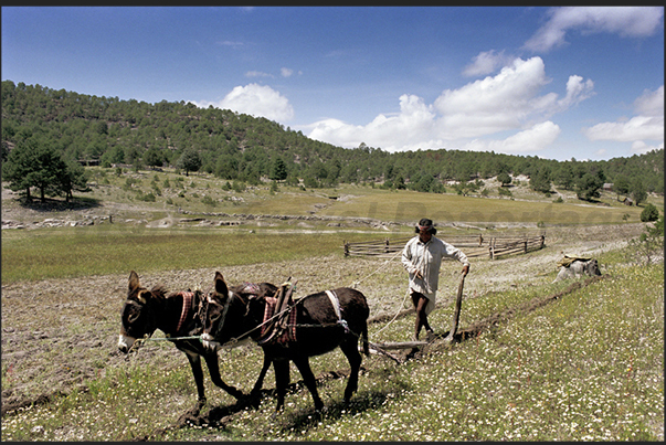 Indios Taraumara during sowing of maize