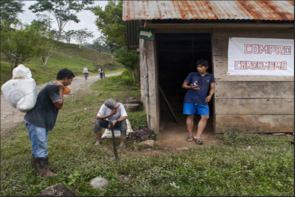 Playa Grande. A trader buys the cardamom spice from small local producers