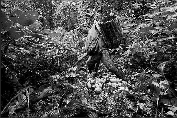 In the forest, the farm laborers gather the fruits of cacao from the plants cutting them with machetes In the forest, the farm laborers gather the fruits of cacao from the plants cutting them with machetes