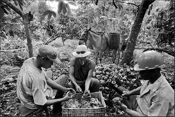 The fruits of cacao are opened directly in the forest to extract the seeds The fruits of cacao are opened directly in the forest to extract the seeds