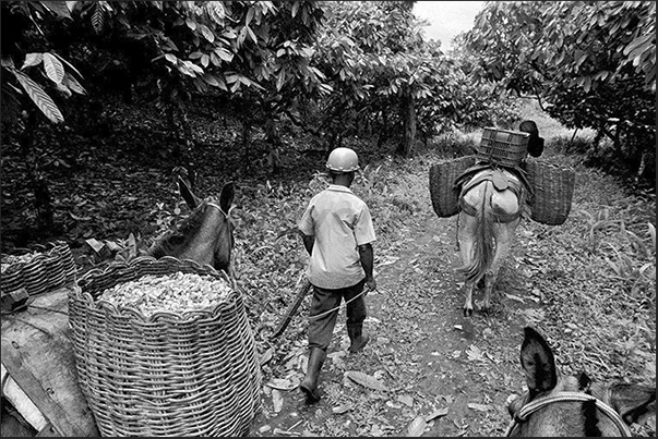 The mules laden with baskets full of cacao beans, along old trails in the forest to return to the farm The mules laden with baskets full of cacao beans, along old trails in the forest to return to the farm