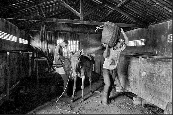 The cacao seeds, collected in the forest, are stored in wooden boxes for fermentation which lasts three days