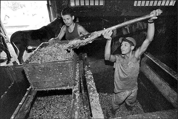 The cacao every day is moved from a crate to another to increase exposure to air and favor the fermentation