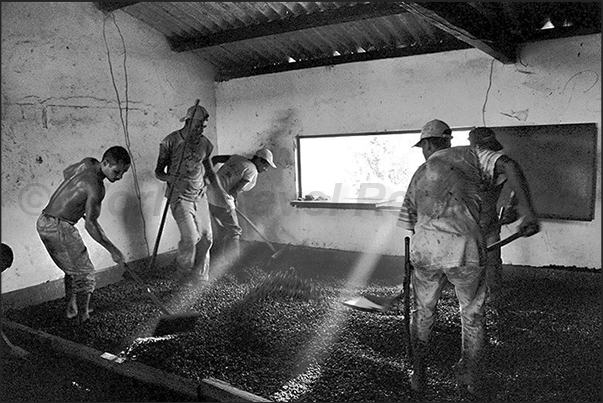 During the rainy season cacao is laid out on a wooden floor heated by stoves put below. Working in the room is really tiring