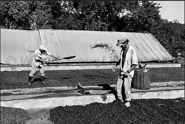 In the dry season, the roofs of the dryers are open and drying of cacao is directly under the hot Brazilian sun