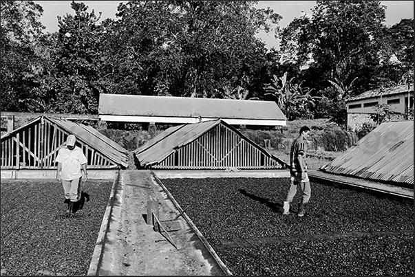 In the dry season, the roofs of the dryers are open and drying of cacao is directly under the hot Brazilian sun