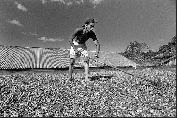 In the dry season, the roofs of the dryers are open and drying of cacao is directly under the hot Brazilian sun