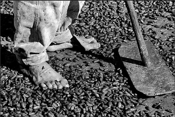 For weeks, the farm laborers with the rake mix the cacao seeds to facilitate drying For weeks, the farm laborers with the rake mix the cacao seeds to facilitate drying