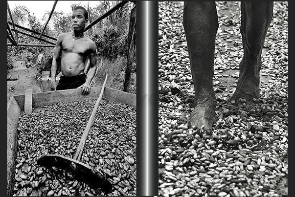 For weeks, the farm laborers with the rake mix the cacao seeds to facilitate drying For weeks, the farm laborers with the rake mix the cacao seeds to facilitate drying