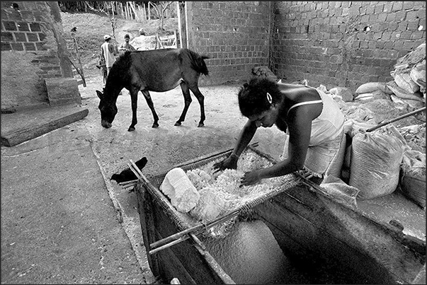 A woman grinds the cassava, a tuber used to produce a flour food A woman grinds the cassava, a tuber used to produce a flour food