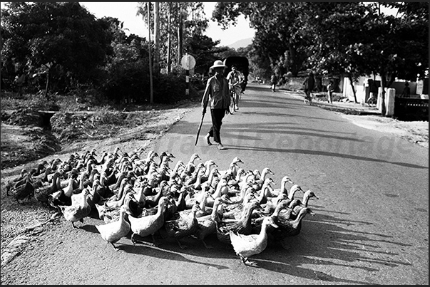 A breeder, stops traffic on the way to Hanoi to allow a group of ducks crossing the road A breeder, stops traffic on the way to Hanoi to allow a group of ducks crossing the road