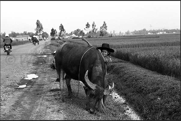 A little girl on the way to Hanoi, leads grazing his buffalo A little girl on the way to Hanoi, leads grazing his buffalo