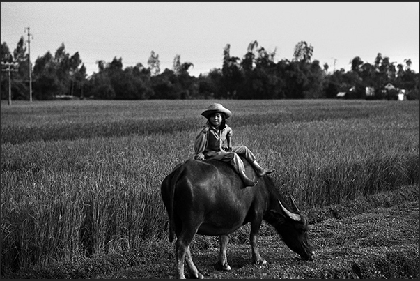 A little girl on the way to Hanoi, leads grazing his buffalo