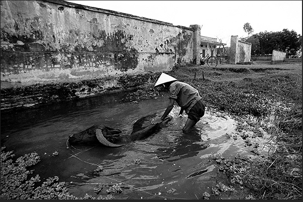 In the countryside it is common to see farmers who wash their buffaloes after a day of work in the fields In the countryside it is common to see farmers who wash their buffaloes after a day of work in the fields