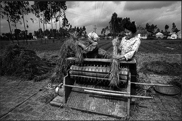 Threshing rice