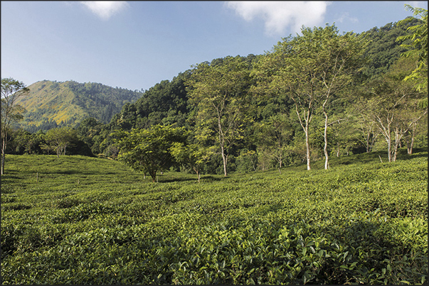 The plantations coexist with the rainforest. This is the philosophy of Makaibari: preservation of places of origin