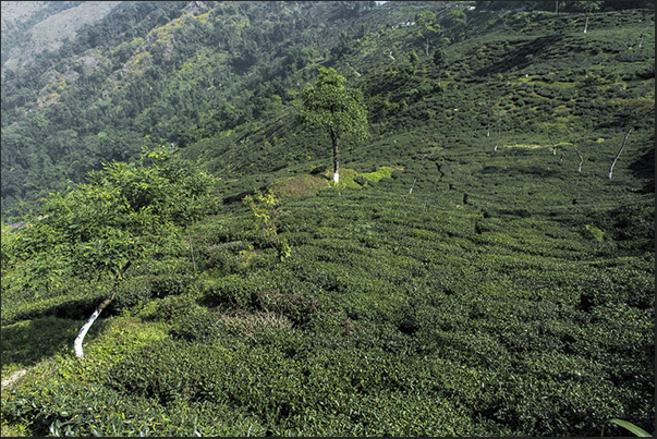Tea fields slopes of the Himalayas (Darjeeling region). Makabari plantation is located in the Kurson district (1400 m) Tea fields slopes of the Himalayas (Darjeeling region). Makabari plantation is located in the Kurson district (1400 m)