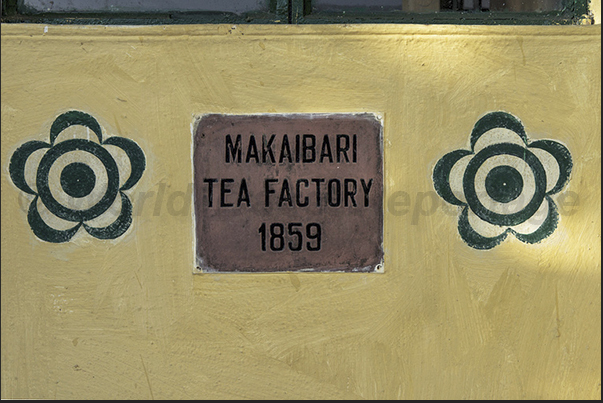 Makaibari (Banerjee family) was the first mechanized farm to processing the tea in the world.The Logo is a Camelia Sinensis Makaibari (Banerjee family) was the first mechanized farm to processing the tea in the world.The Logo is a Camelia Sinensis