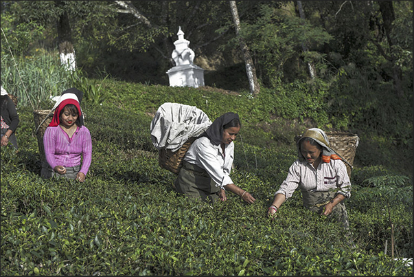 With the first harvest (March-April), it produces black tea. From May to October it produces green and white tea