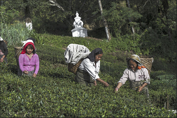 With the first harvest (March-April), it produces black tea. From May to October it produces green and white tea With the first harvest (March-April), it produces black tea. From May to October it produces green and white tea