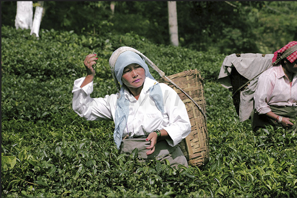 Pickers, lay the leaves harvested by hand, inside the baskets Pickers, lay the leaves harvested by hand, inside the baskets