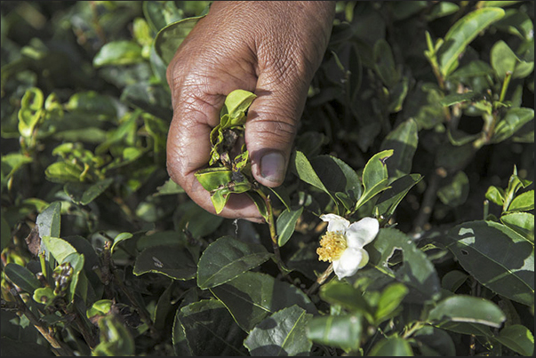 Only the smallest and tender leaves of Camellia sinensis, are hand picked by the pickers Only the smallest and tender leaves of Camellia sinensis, are hand picked by the pickers