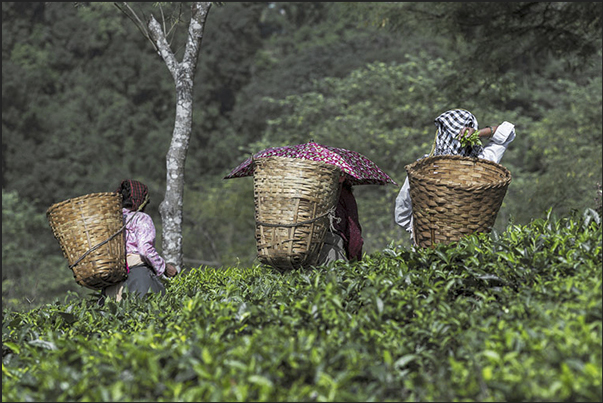 A moment of harvesting tea leaves A moment of harvesting tea leaves