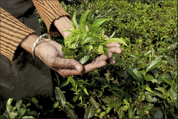 Leaves of the Camellia sinensis Leaves of the Camellia sinensis