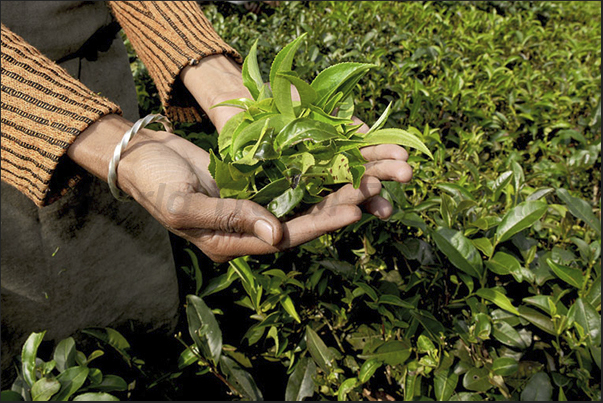 Leaves of the Camellia sinensis