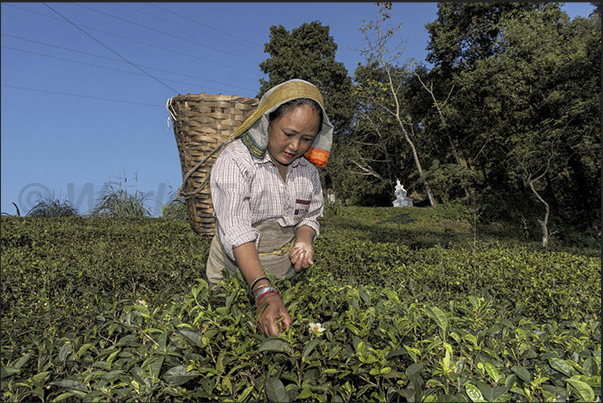 A moment of harvesting tea leaves