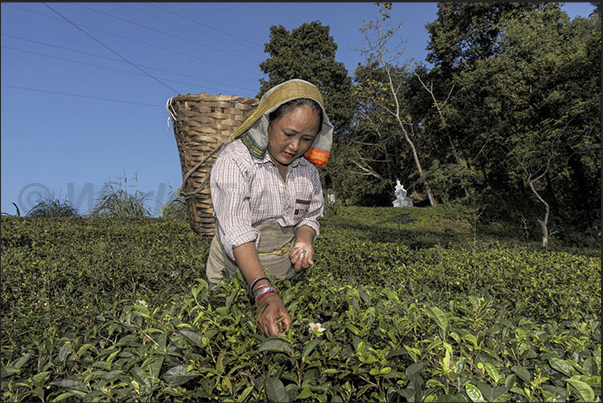 A moment of harvesting tea leaves A moment of harvesting tea leaves