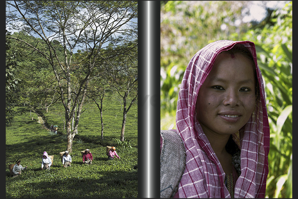 Only the women pick the tea leaves Only the women pick the tea leaves