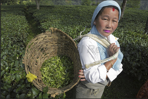 The wicker basket that women use for picking the tea leaves