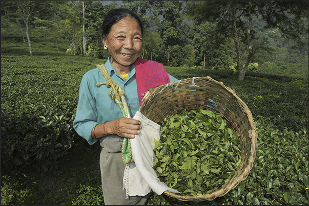 The wicker basket that women use for picking the tea leaves The wicker basket that women use for picking the tea leaves