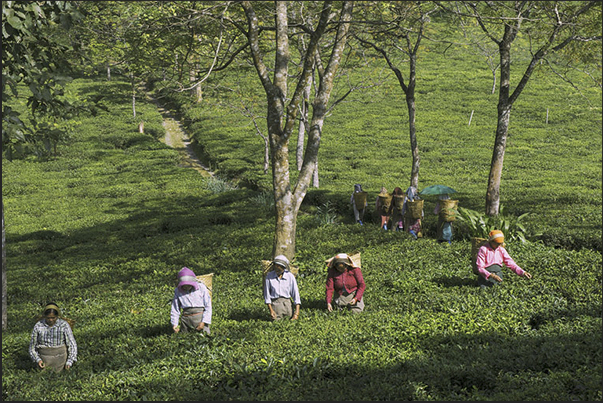 A moment of the tea harvest A moment of the tea harvest