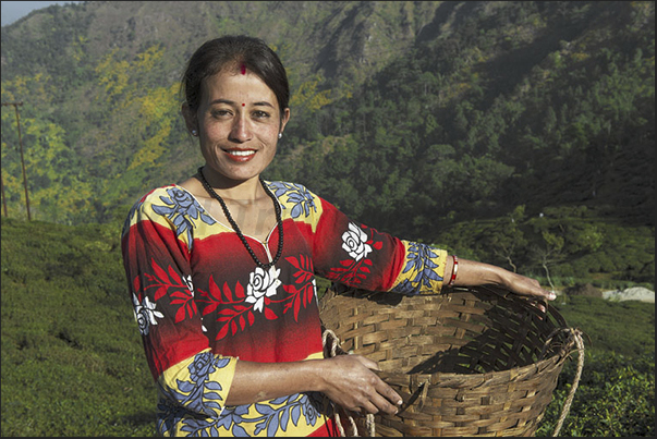 The basket used for picking the tea leaves The basket used for picking the tea leaves